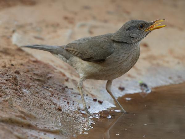 <h3><a href="/trips/gambia/biota/animalia/chordata/aves/040 passeriformes/107 turdidae/turdus pelios/turdus pelios-nl.html">Turdus&nbsp;pelios</a> / African&nbsp;thrush / Pelioslijster</h3>OM-1 Mark II met OLYMPUS M.150-400mm F4.5 TC, 1/2000 sec  bij F5.6, ISO 6400, afstand 5.71&nbsp;m